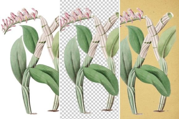 Dendrobium Secundum Illustration: A Practical Evaluation
